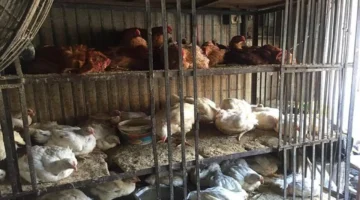 تحديثات الجمعة.. أسعار كيلو الفراخ البيضاء في بورصة الدواجن بمنتصف التعاملات اليومية